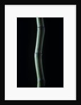 Phyllostachys bambusoides (Japanese timbler bamboo) by Anonymous