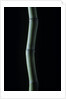 Phyllostachys bambusoides (Japanese timbler bamboo) by Anonymous