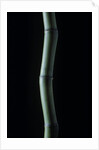 Phyllostachys bambusoides (Japanese timbler bamboo) by Anonymous