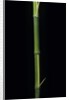 Phyllostachys bambusoides 'Castillioni-inversa' (Castillon bamboo) by Anonymous