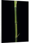 Phyllostachys bambusoides 'Castillioni-inversa' (Castillon bamboo) by Anonymous