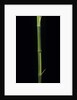 Phyllostachys bambusoides 'Castillioni-inversa' (Castillon bamboo) by Anonymous