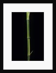 Phyllostachys bambusoides 'Castillioni-inversa' (Castillon bamboo) by Anonymous