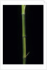Phyllostachys bambusoides 'Castillioni-inversa' (Castillon bamboo) by Anonymous