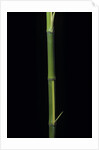 Phyllostachys bambusoides 'Castillioni-inversa' (Castillon bamboo) by Anonymous