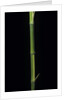 Phyllostachys bambusoides 'Castillioni-inversa' (Castillon bamboo) by Anonymous