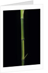 Phyllostachys bambusoides 'Castillioni-inversa' (Castillon bamboo) by Anonymous