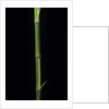 Phyllostachys bambusoides 'Castillioni-inversa' (Castillon bamboo) by Anonymous