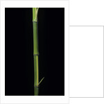 Phyllostachys bambusoides 'Castillioni-inversa' (Castillon bamboo) by Anonymous