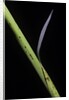 Phyllostachys bambusoides 'Castillioni-inversa' (Castillon bamboo) by Anonymous