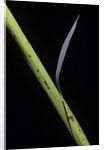 Phyllostachys bambusoides 'Castillioni-inversa' (Castillon bamboo) by Anonymous