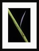 Phyllostachys bambusoides 'Castillioni-inversa' (Castillon bamboo) by Anonymous