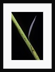 Phyllostachys bambusoides 'Castillioni-inversa' (Castillon bamboo) by Anonymous
