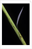 Phyllostachys bambusoides 'Castillioni-inversa' (Castillon bamboo) by Anonymous