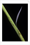 Phyllostachys bambusoides 'Castillioni-inversa' (Castillon bamboo) by Anonymous