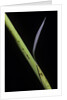 Phyllostachys bambusoides 'Castillioni-inversa' (Castillon bamboo) by Anonymous