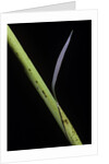 Phyllostachys bambusoides 'Castillioni-inversa' (Castillon bamboo) by Anonymous