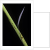 Phyllostachys bambusoides 'Castillioni-inversa' (Castillon bamboo) by Anonymous