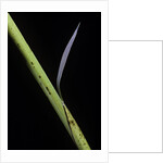 Phyllostachys bambusoides 'Castillioni-inversa' (Castillon bamboo) by Anonymous
