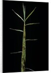 Phyllostachys bambusoides 'Castillonii' (Castillon bamboo) - shoot by Anonymous