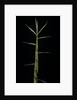 Phyllostachys bambusoides 'Castillonii' (Castillon bamboo) - shoot by Anonymous