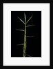 Phyllostachys bambusoides 'Castillonii' (Castillon bamboo) - shoot by Corbis