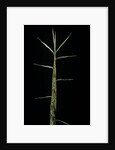 Phyllostachys bambusoides 'Castillonii' (Castillon bamboo) - shoot by Corbis