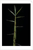 Phyllostachys bambusoides 'Castillonii' (Castillon bamboo) - shoot by Anonymous