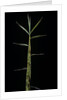 Phyllostachys bambusoides 'Castillonii' (Castillon bamboo) - shoot by Corbis