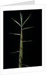 Phyllostachys bambusoides 'Castillonii' (Castillon bamboo) - shoot by Anonymous