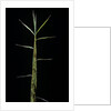 Phyllostachys bambusoides 'Castillonii' (Castillon bamboo) - shoot by Anonymous