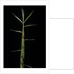 Phyllostachys bambusoides 'Castillonii' (Castillon bamboo) - shoot by Corbis