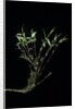 Phyllostachys bambusoides 'Castillonii' (Castillon bamboo) by Anonymous