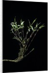 Phyllostachys bambusoides 'Castillonii' (Castillon bamboo) by Anonymous