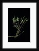 Phyllostachys bambusoides 'Castillonii' (Castillon bamboo) by Anonymous