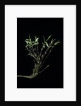 Phyllostachys bambusoides 'Castillonii' (Castillon bamboo) by Anonymous