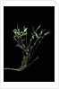 Phyllostachys bambusoides 'Castillonii' (Castillon bamboo) by Anonymous