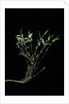 Phyllostachys bambusoides 'Castillonii' (Castillon bamboo) by Anonymous