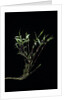 Phyllostachys bambusoides 'Castillonii' (Castillon bamboo) by Anonymous