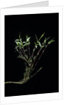 Phyllostachys bambusoides 'Castillonii' (Castillon bamboo) by Anonymous