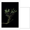 Phyllostachys bambusoides 'Castillonii' (Castillon bamboo) by Anonymous