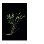 Phyllostachys bambusoides 'Castillonii' (Castillon bamboo) by Anonymous