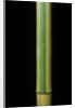 Phyllostachys bambusoides 'Castillonii' (Castillon bamboo) by Anonymous