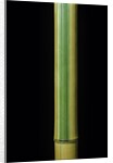 Phyllostachys bambusoides 'Castillonii' (Castillon bamboo) by Anonymous