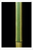 Phyllostachys bambusoides 'Castillonii' (Castillon bamboo) by Anonymous