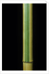 Phyllostachys bambusoides 'Castillonii' (Castillon bamboo) by Anonymous