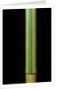 Phyllostachys bambusoides 'Castillonii' (Castillon bamboo) by Anonymous