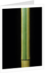 Phyllostachys bambusoides 'Castillonii' (Castillon bamboo) by Anonymous