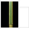 Phyllostachys bambusoides 'Castillonii' (Castillon bamboo) by Anonymous