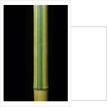Phyllostachys bambusoides 'Castillonii' (Castillon bamboo) by Anonymous